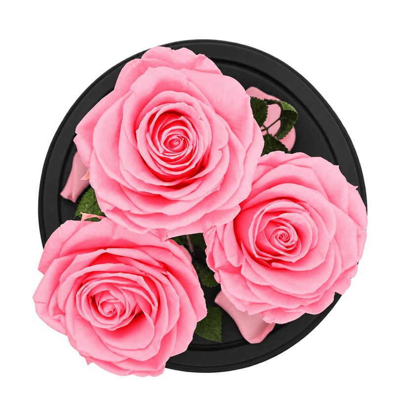 3 trandafiri criogenați Standard roz pastel în cupolă de sticlă 15 × 25 cm - Trandafir-Criogenat.ro