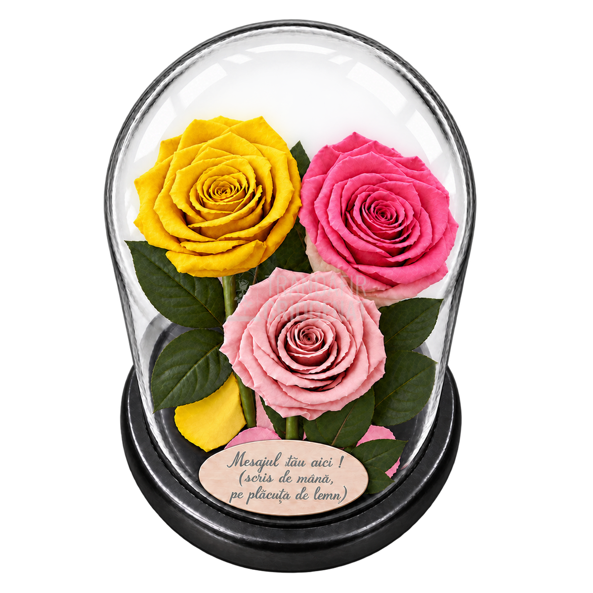 3 trandafiri criogenați XL (1 galben aprins, 1 bicolor roz-alb și 1 roz pal) în cupolă de sticlă 15 × 25 cm - Trandafir-Criogenat.ro