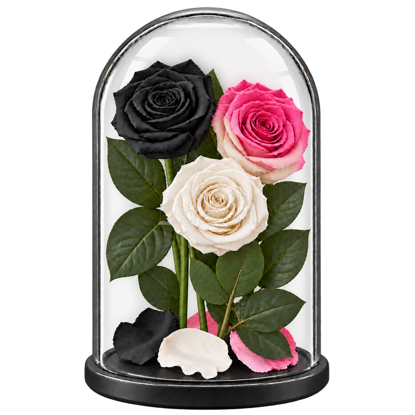 3 trandafiri criogenați XL (1 negru, 1 bicolor roz-alb și 1 alb) în cupolă de sticlă 15 × 25 cm - Trandafir-Criogenat.ro