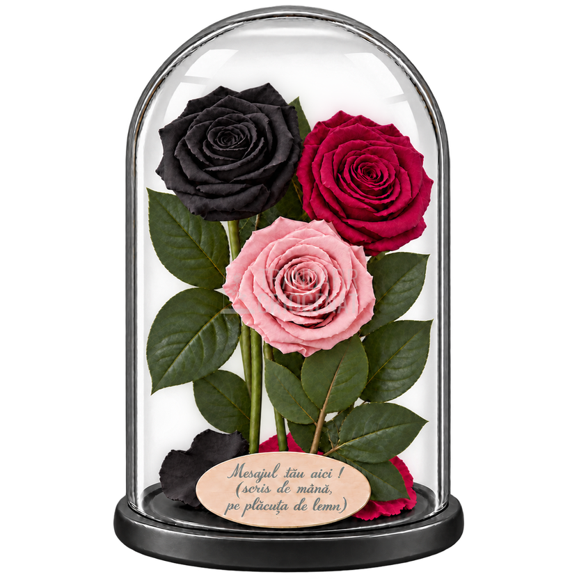 3 trandafiri criogenați XL (1 negru, 1 grena și 1 roz pal) în cupolă de sticlă 15 × 25 cm - Trandafir-Criogenat.ro