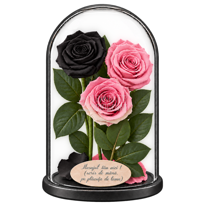 3 trandafiri criogenați XL (1 negru, 1 roz pal și 1 bicolor roz-alb) în cupolă de sticlă 15 × 25 cm - Trandafir-Criogenat.ro