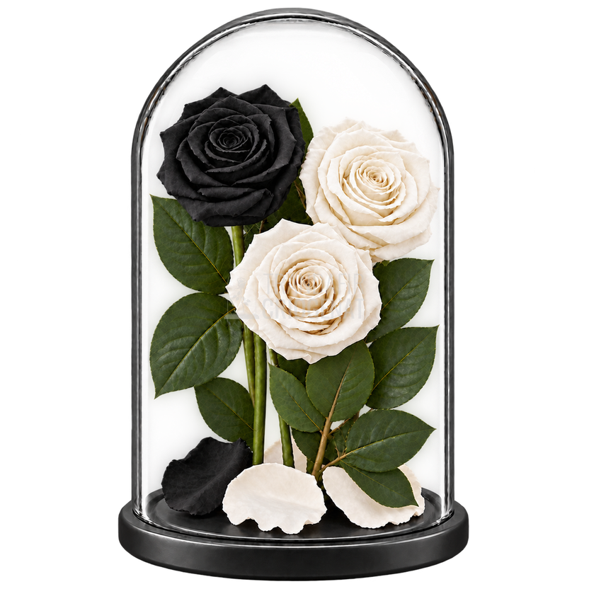3 trandafiri criogenați XL (1 negru și 2 albi) în cupolă de sticlă 15 × 25 cm - Trandafir-Criogenat.ro