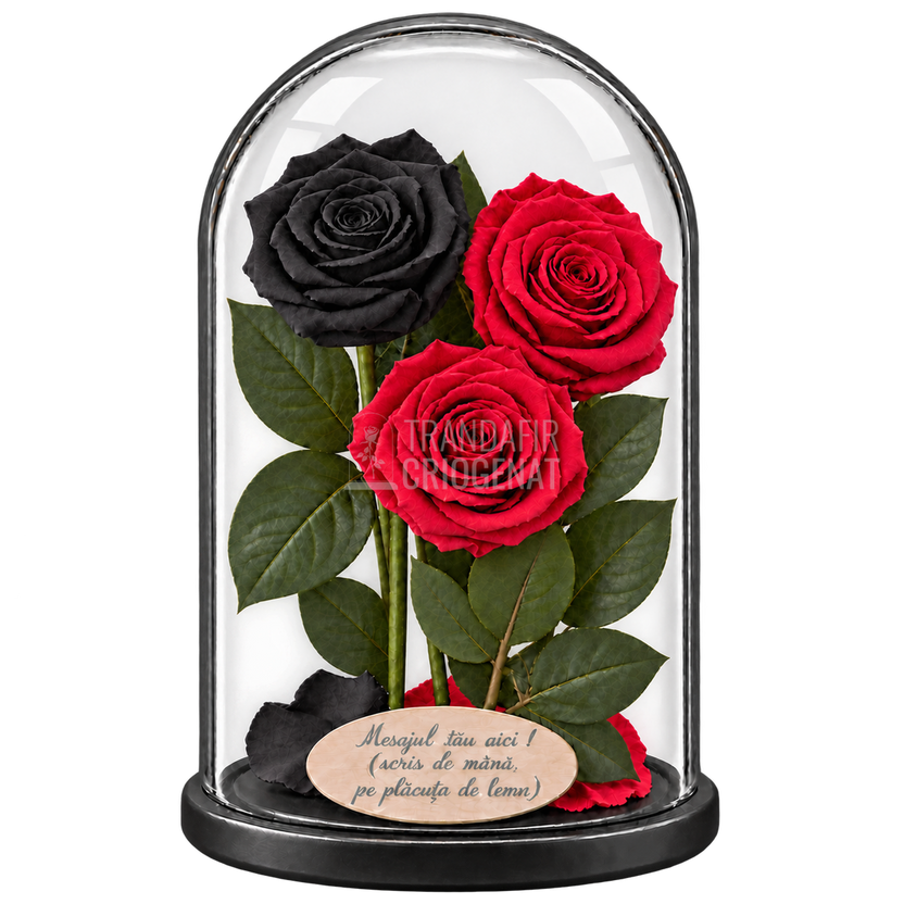 3 trandafiri criogenați XL (1 negru și 2 roșii) în cupolă de sticlă 15 × 25 cm - Trandafir-Criogenat.ro