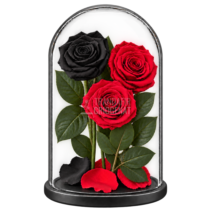 3 trandafiri criogenați XL (1 negru și 2 roșii) în cupolă de sticlă 15 × 25 cm - Trandafir-Criogenat.ro