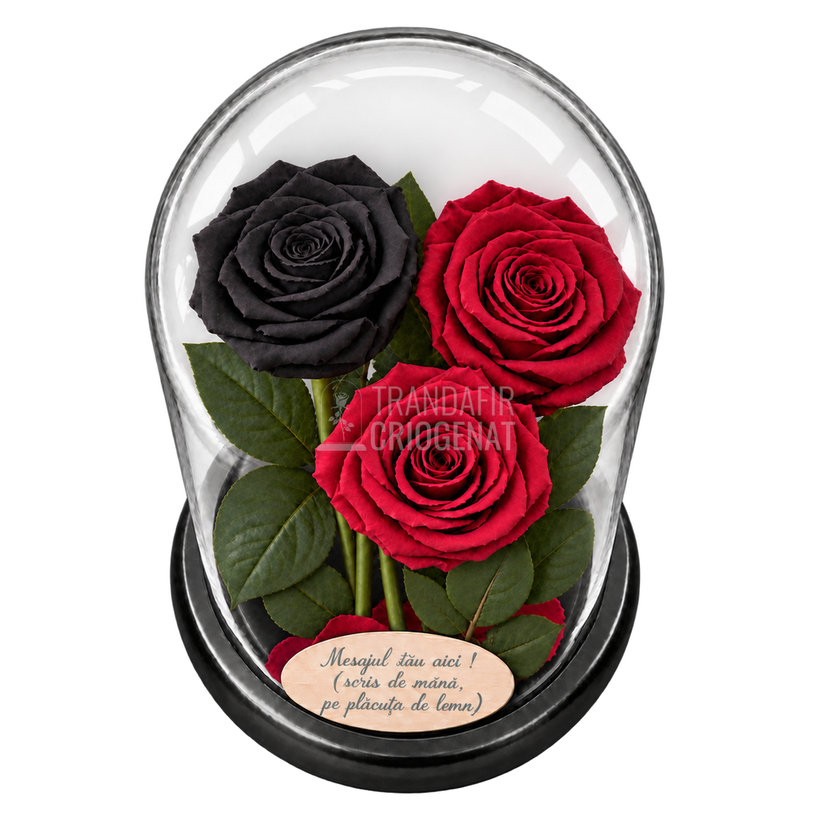 3 trandafiri criogenați XL (1 negru și 2 roșii închiși) în cupolă de sticlă 15 × 25 cm - Trandafir-Criogenat.ro