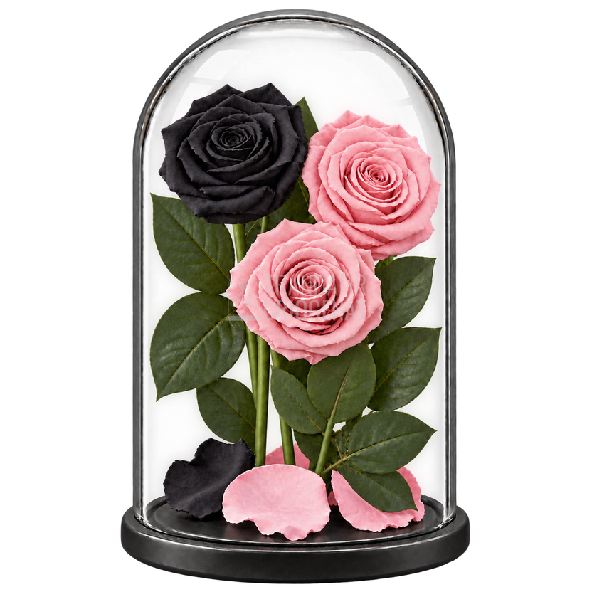 3 trandafiri criogenați XL (1 negru și 2 roz pal) în cupolă de sticlă 15 × 25 cm - Trandafir-Criogenat.ro