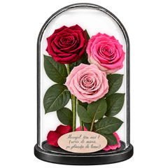 3 trandafiri criogenați XL (1 roșu închis, 1 bicolor roz-alb și 1 roz pal) în cupolă de sticlă 15 × 25 cm - Trandafir-Criogenat.ro