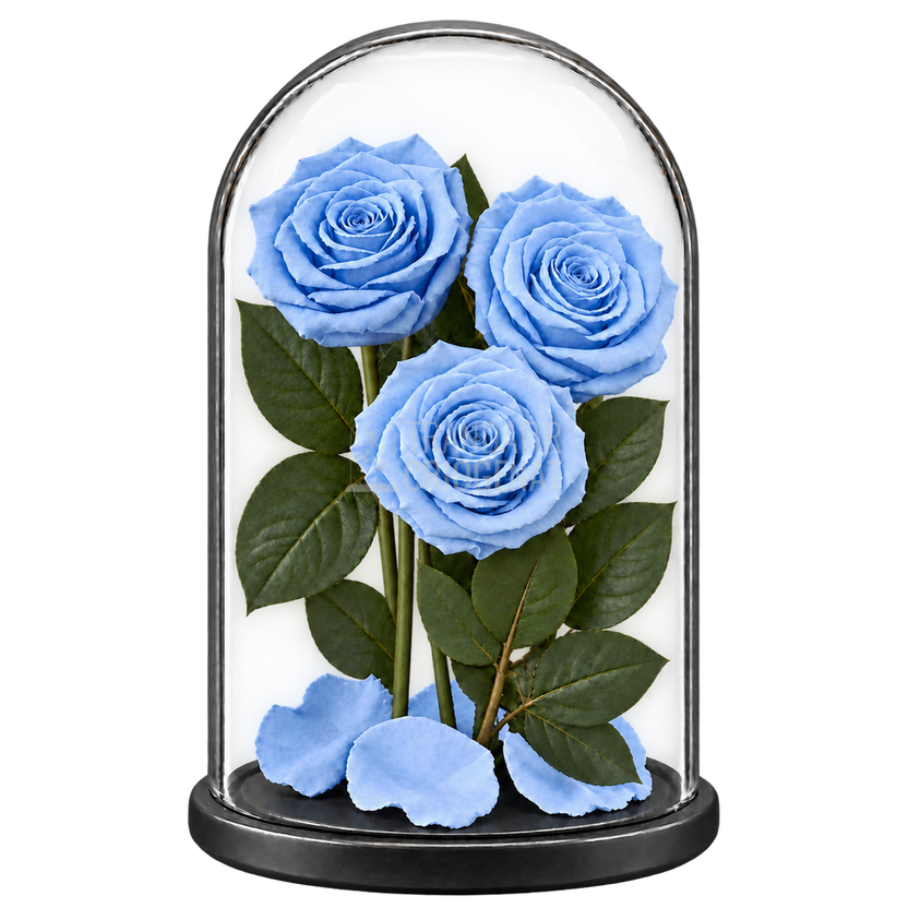 3 trandafiri criogenați XL bleu deschis în cupolă de sticlă 15 × 25 cm - Trandafir-Criogenat.ro