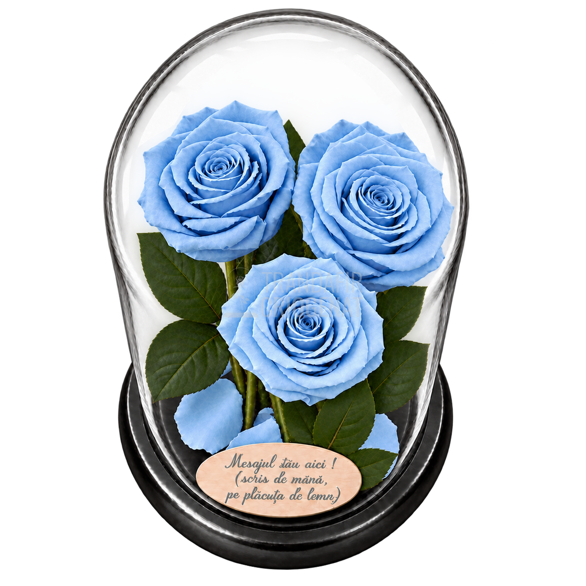 3 trandafiri criogenați XL bleu deschis în cupolă de sticlă 15 × 25 cm - Trandafir-Criogenat.ro