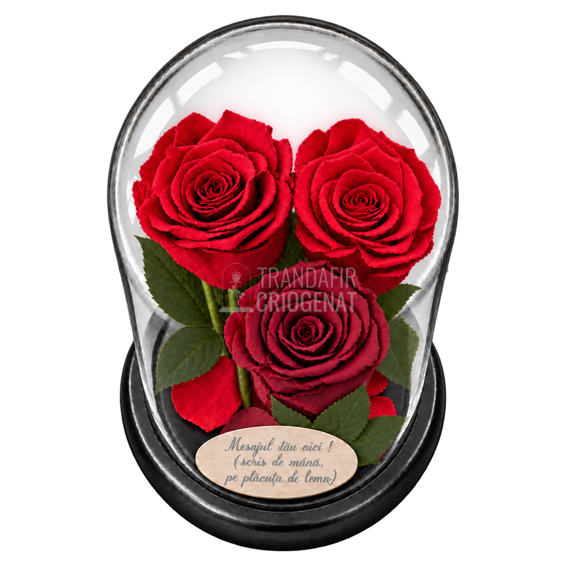 3 trandafiri criogenați XL în nuanțe de roșu și roșu închis în cupolă de sticlă 15 × 25 cm - Trandafir-Criogenat.ro