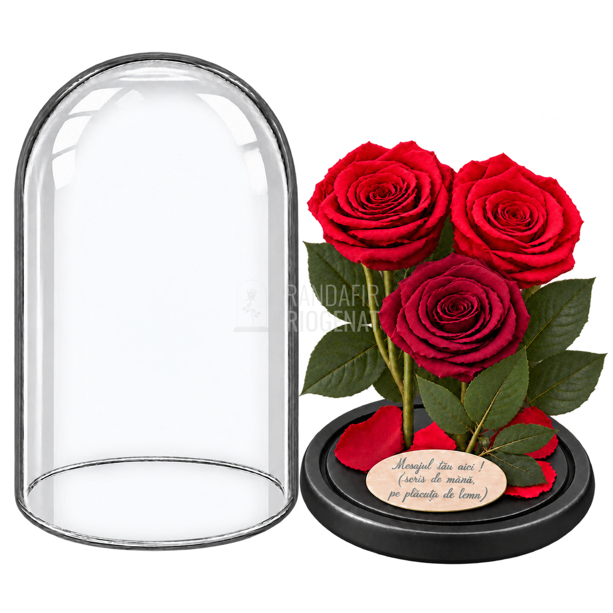 3 trandafiri criogenați XL în nuanțe de roșu și roșu închis în cupolă de sticlă 15 × 25 cm - Trandafir-Criogenat.ro