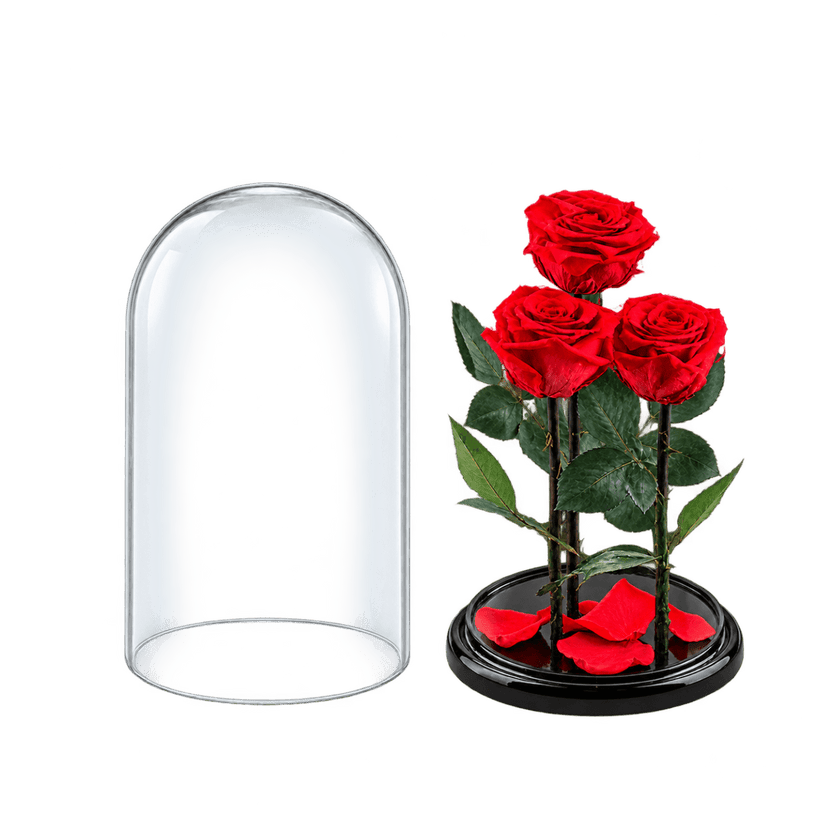 3 trandafiri criogenați XL roșu corai în cupolă de sticlă 15 × 25 cm - Trandafir-Criogenat.ro