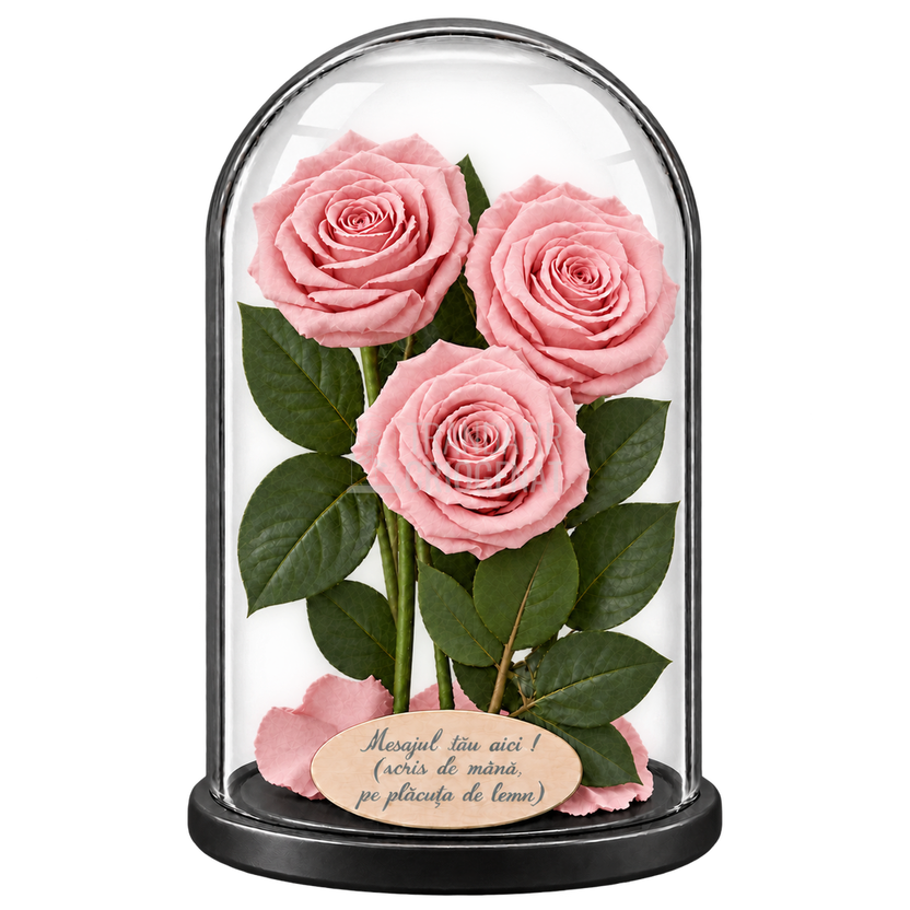 3 trandafiri criogenați XL roz pal în cupolă de sticlă 15 × 25 cm - Trandafir-Criogenat.ro