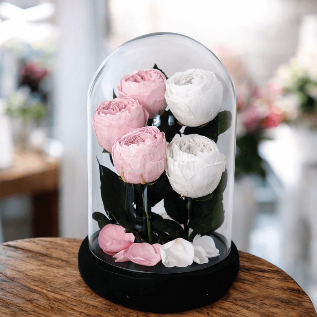 5 Bujori Criogenati În Cupolă De Sticlă Mare Cu Mesaj Scris Roz Și Alb Diametru 5,5 cm Cupolă 17x28 cm