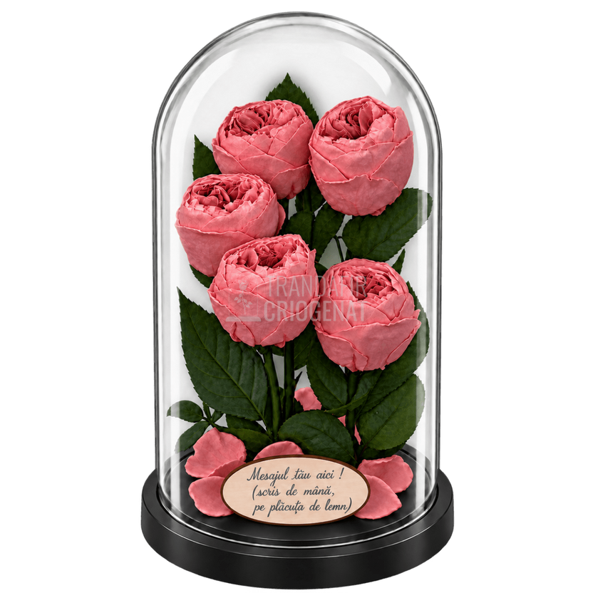 5 bujori criogenați Niki XXL corai în cupolă de sticlă 17 × 28 cm - Trandafir-Criogenat.ro