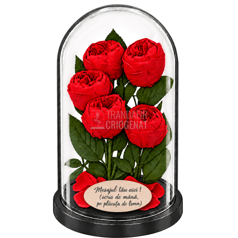 5 bujori criogenați Niki XXL roșii în cupolă de sticlă 17 × 28 cm - Trandafir-Criogenat.ro