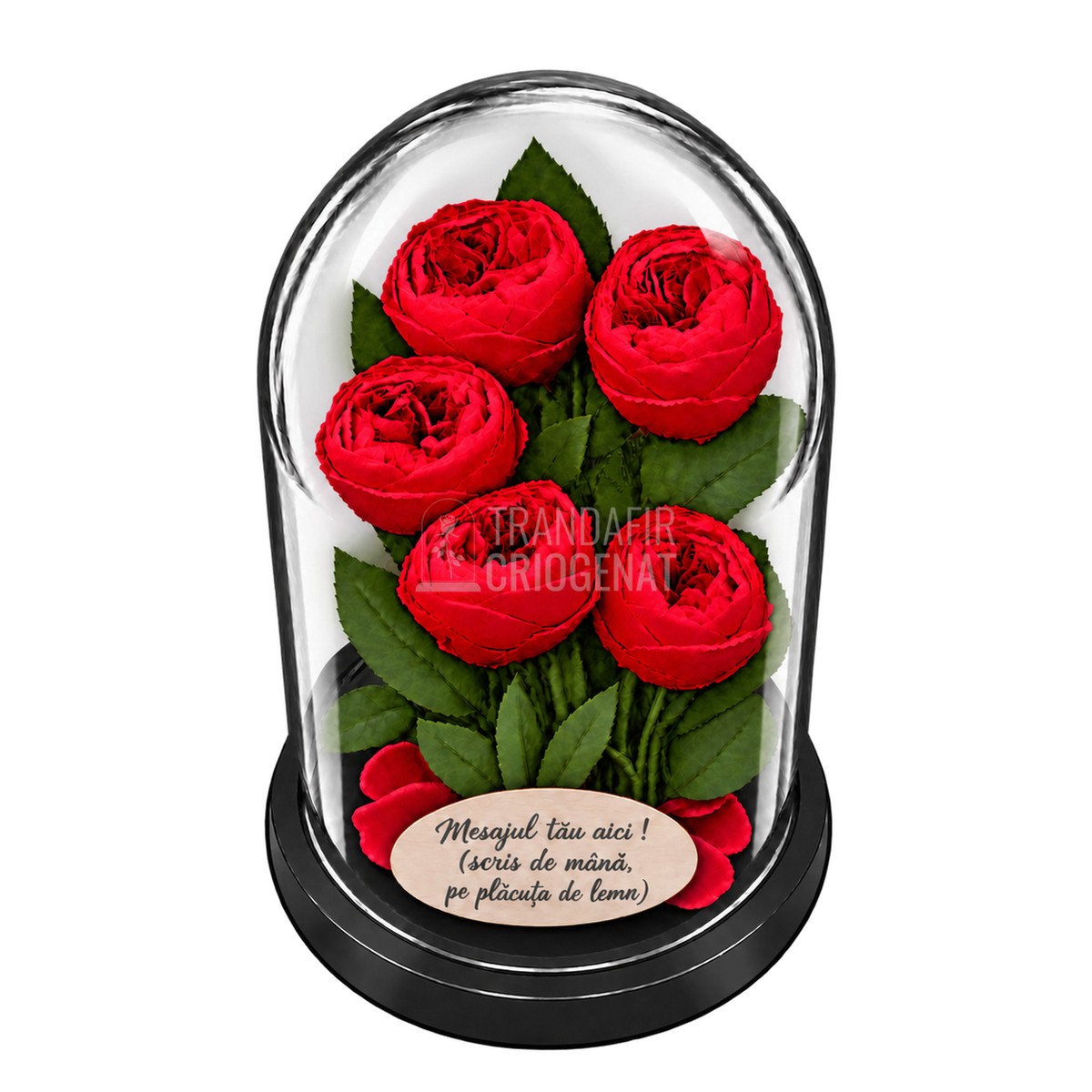 5 bujori criogenați Niki XXL roșii în cupolă de sticlă 17 × 28 cm - Trandafir-Criogenat.ro