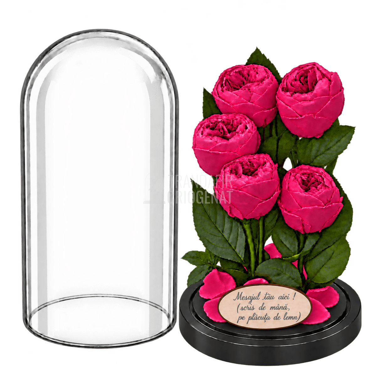5 bujori criogenați Niki XXL roz fucsia în cupolă de sticlă 17 × 28 cm - Trandafir-Criogenat.ro