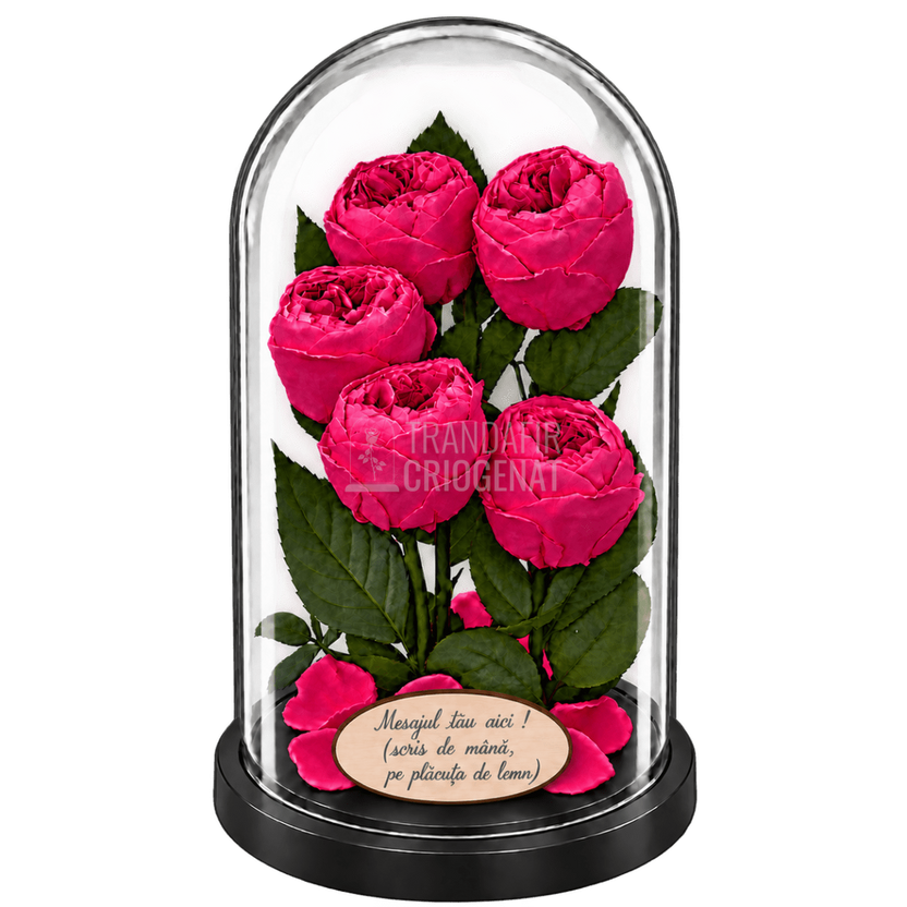 5 bujori criogenați Niki XXL roz fucsia în cupolă de sticlă 17 × 28 cm - Trandafir-Criogenat.ro