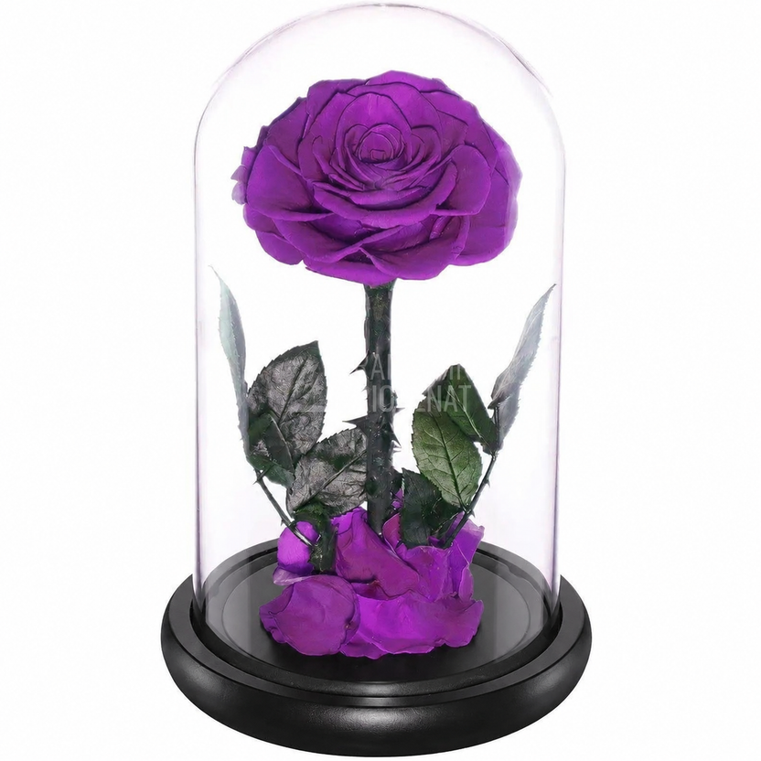 Trandafir criogenat purpuriu Bonita în cupolă de sticlă 12 × 25 cm, cu mesaj – bază neagră, imagine 2