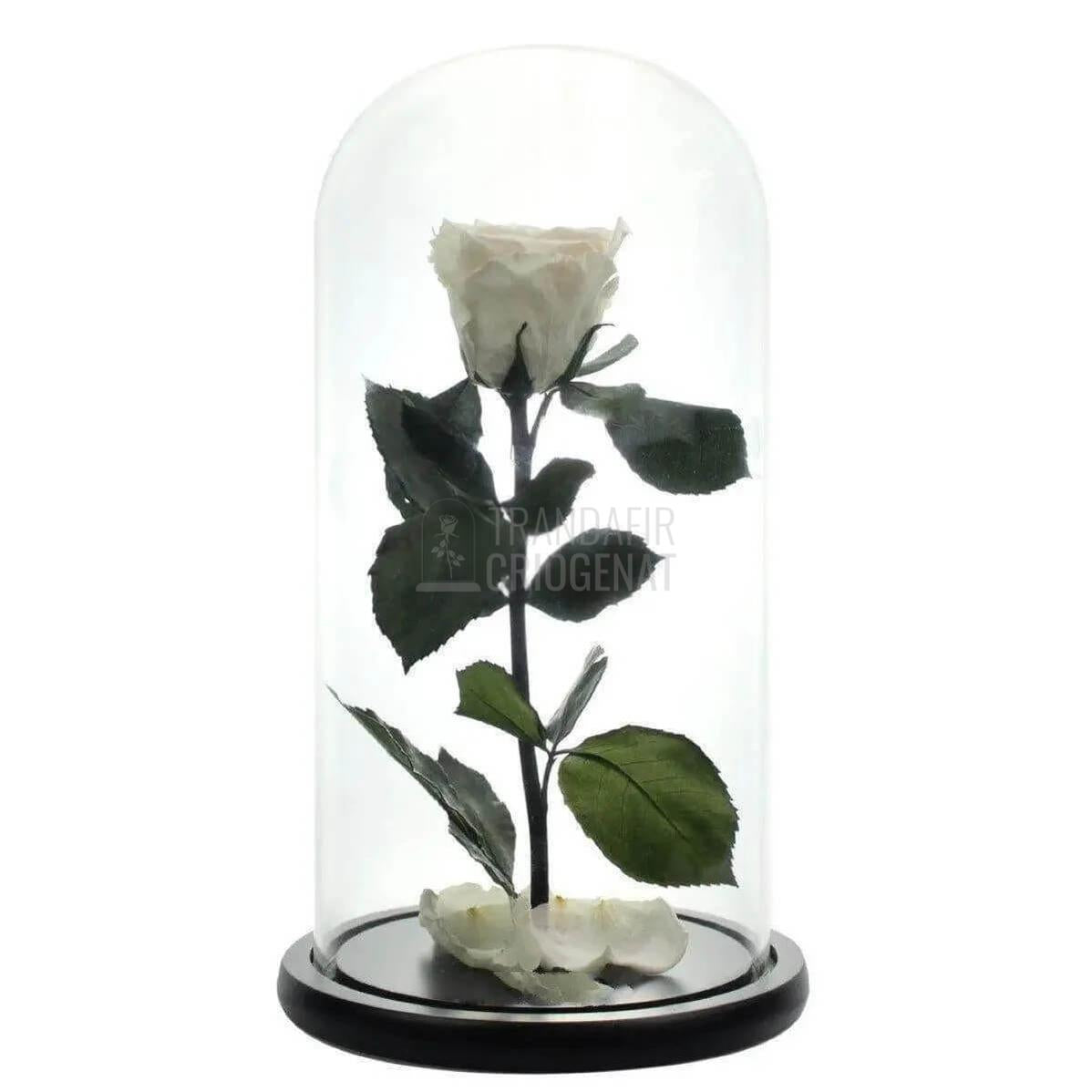 Trandafir Criogenat Alb Cu Mesaj Personalizat Pentru Cadou In Cupola De Sticla Transparenta
