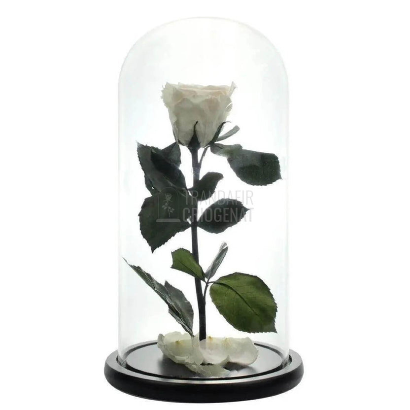 Trandafir Criogenat Alb Cu Mesaj Personalizat Pentru Cadou In Cupola De Sticla Transparenta