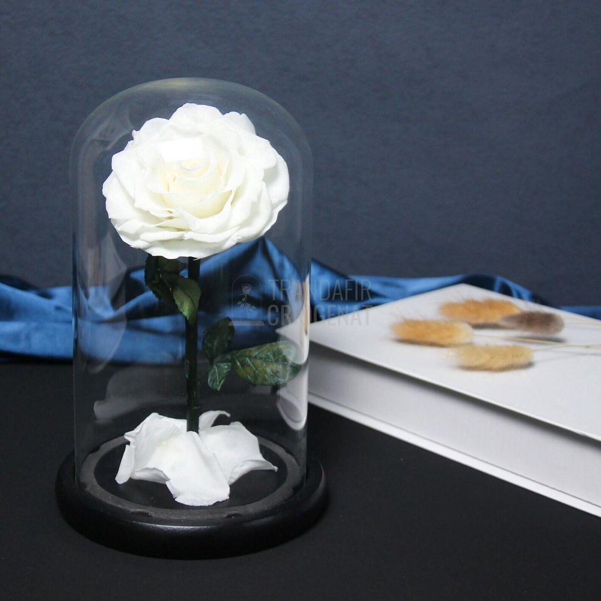 Trandafir Criogenat Alb În Cupolă De Sticlă Personalizare Cu Mesaj Cadouri Pentru Femei