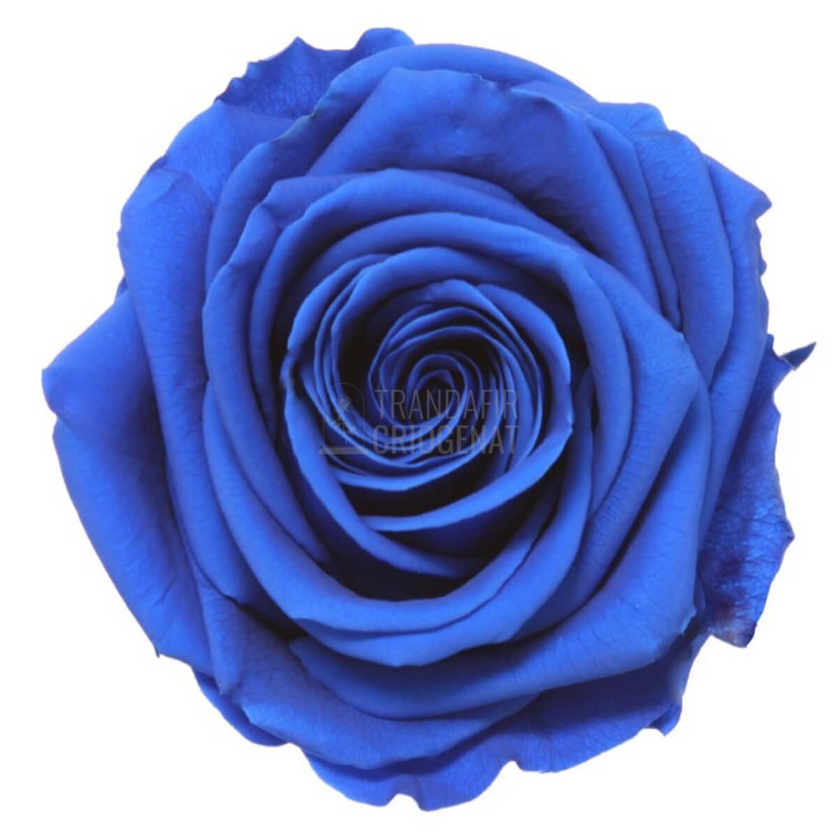 Trandafir Criogenat Albastru În Cupola De Sticla Cadou Iubitei Rezistă Peste 25 De Ani