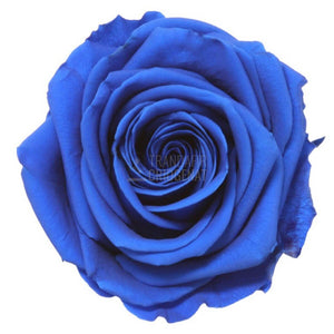 Trandafir Criogenat Albastru În Cupola De Sticla Cadou Iubitei Rezistă Peste 25 De Ani