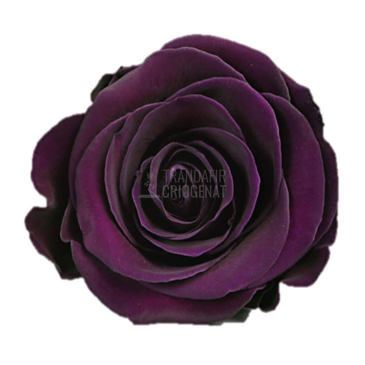 Trandafir Criogenat Aubergine În Cupolă De Sticlă Cu Mesaj Personalizat Cadou Pentru Femei