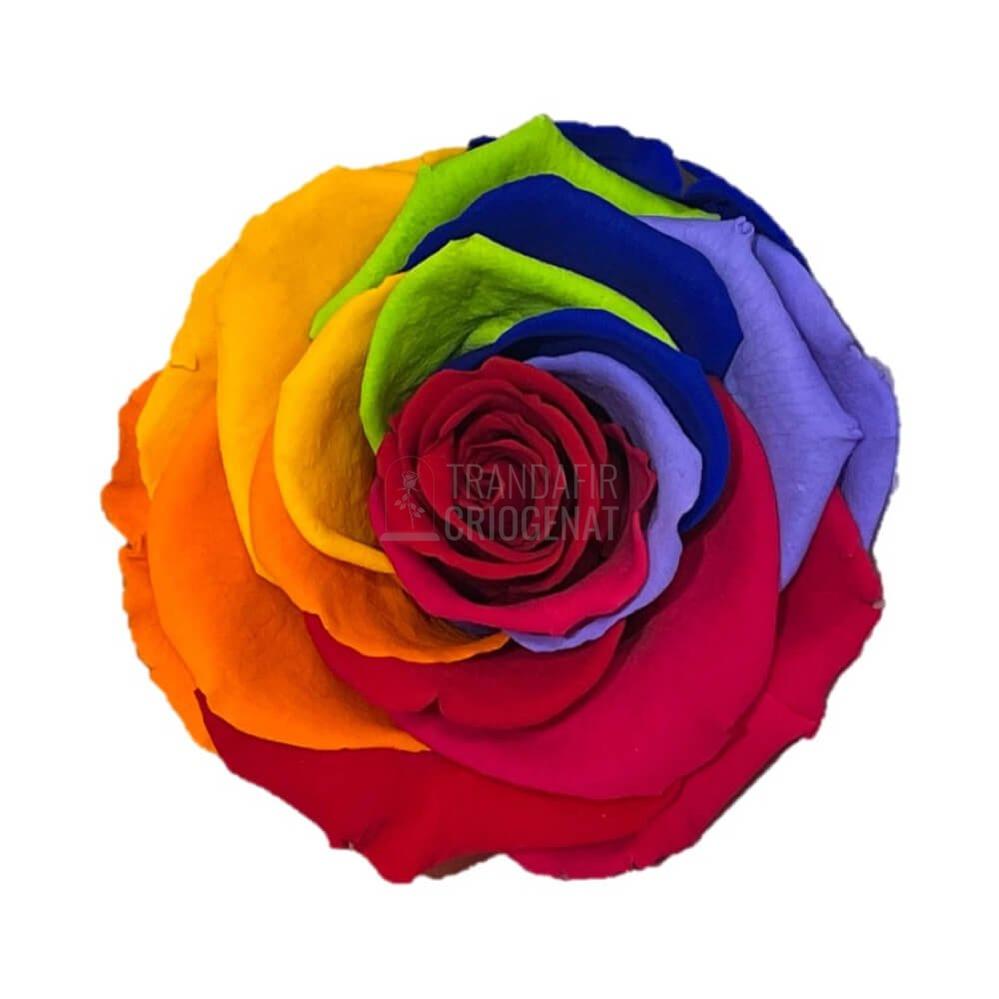 Trandafir Criogenat Bella Multicolor În Cupolă De Sticlă Un Cadou Elegant Pentru Femei Cu Mesaj Scris