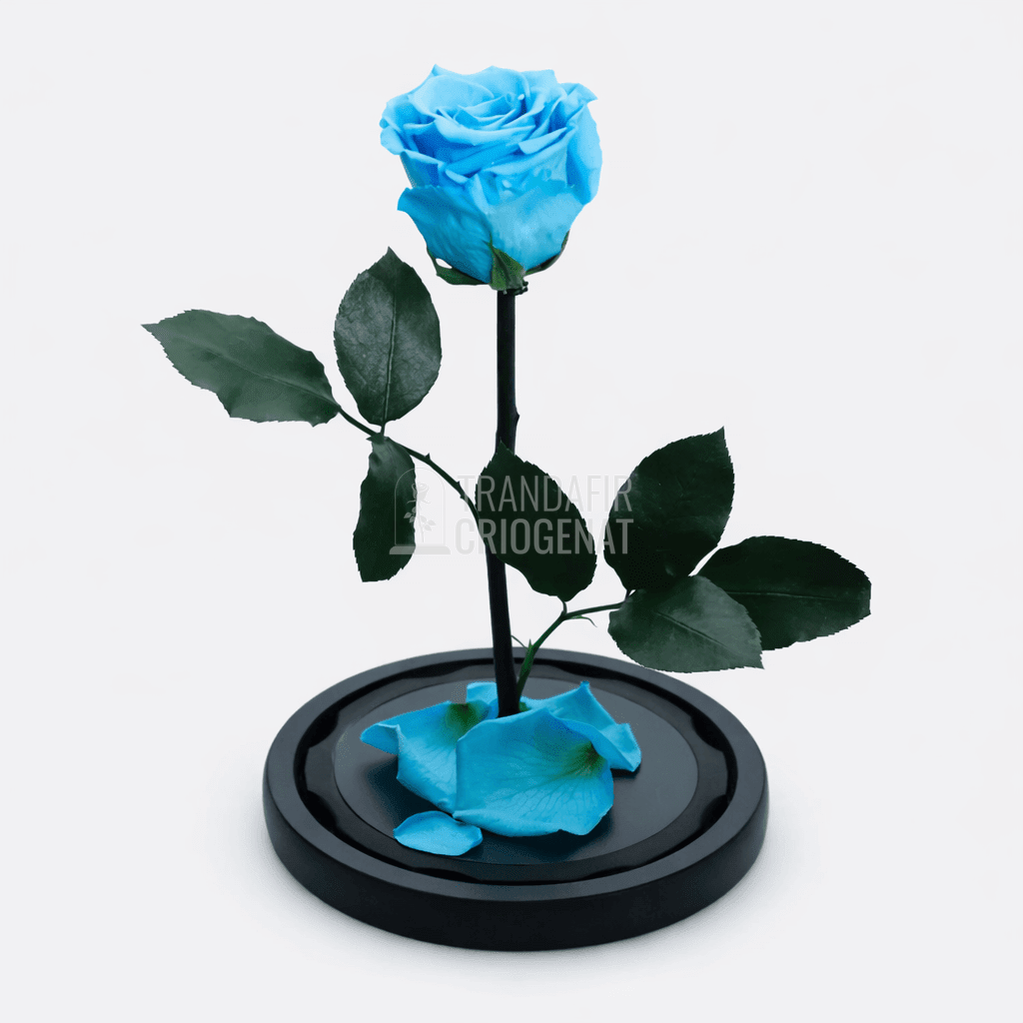 Trandafir Criogenat Bleu Turquoise în Cupolă de Sticlă Cadou Perfect Femei cu Mesaj Scris