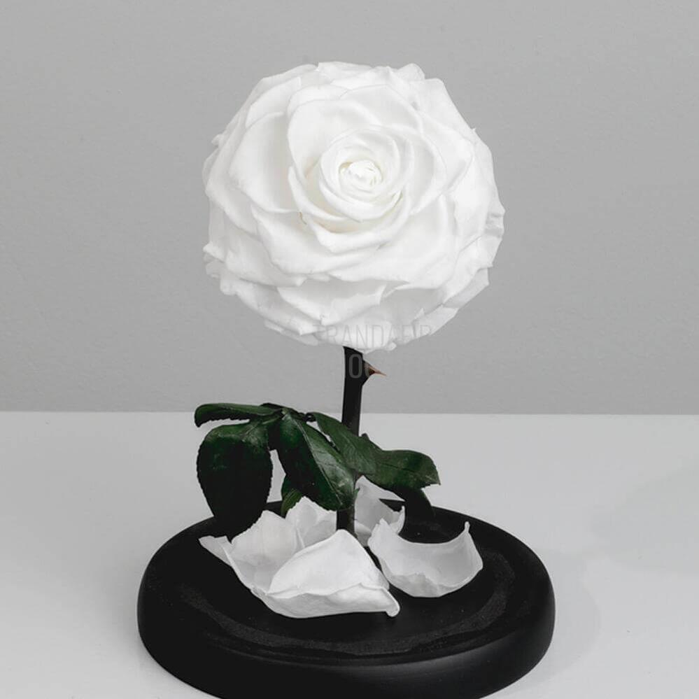 Trandafir Criogenat Bonita Alb în Cupolă de Sticlă cu Mesaj Personalizat Cadou pentru Femei