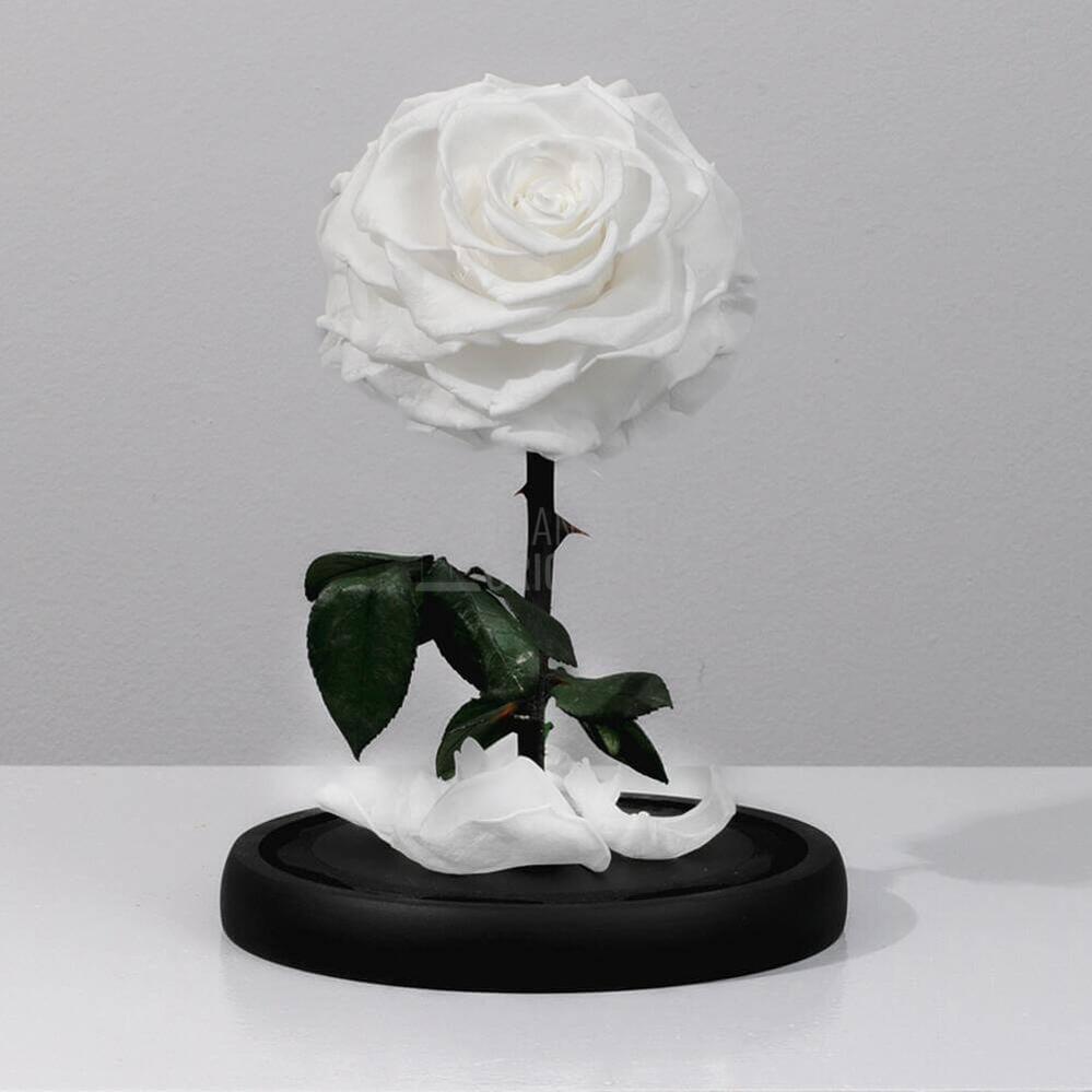 Trandafir Criogenat Bonita Alb în Cupolă de Sticlă cu Mesaj Personalizat Cadou pentru Femei