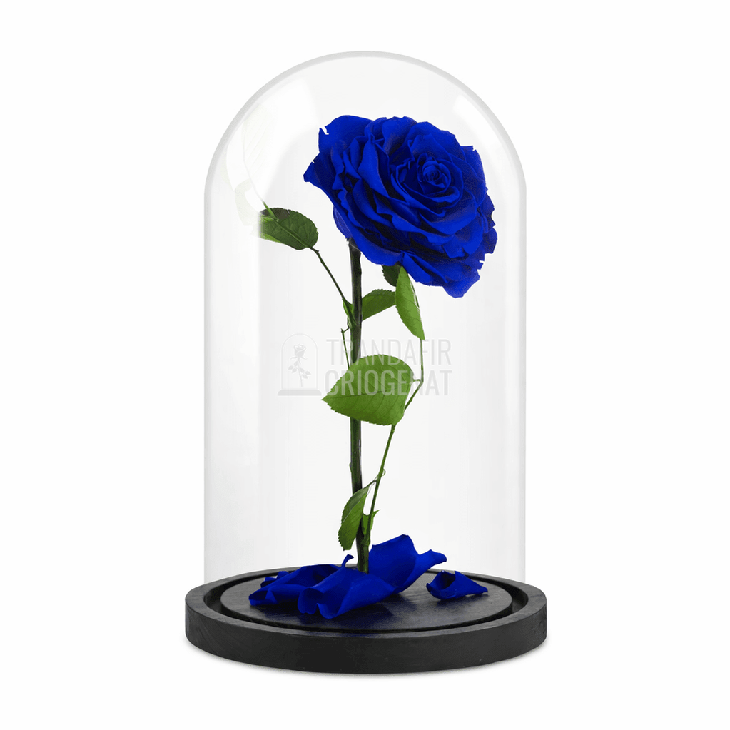 Trandafir Criogenat Bonita Albastru În Cupolă De Sticlă Cadou Femei Cu Mesaj Scris Livrare 24h