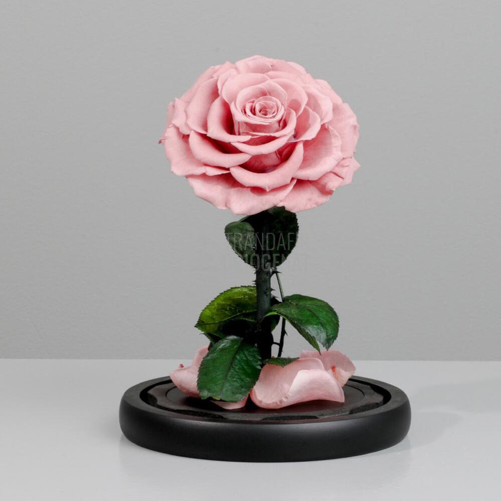 Trandafir Criogenat Bonita Roz Pal În Cupolă De Sticlă Cu Mesaj Personalizat Cadou Pentru Femei