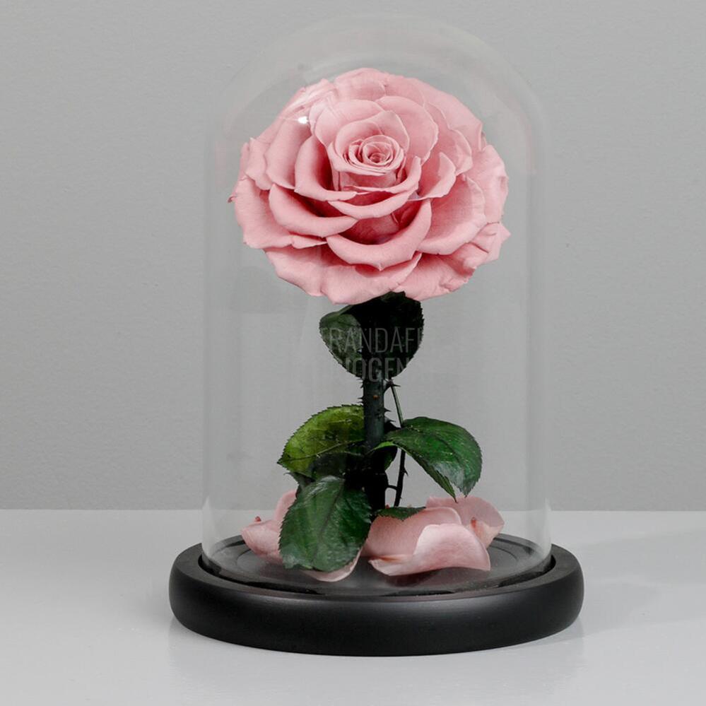 Trandafir Criogenat Bonita Roz Pal În Cupolă De Sticlă Cu Mesaj Personalizat Cadou Pentru Femei