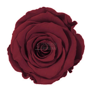 Trandafir Criogenat Burgundi In Cupola De Sticla Cu Mesaj Personalizat Cadouri Pentru Femei