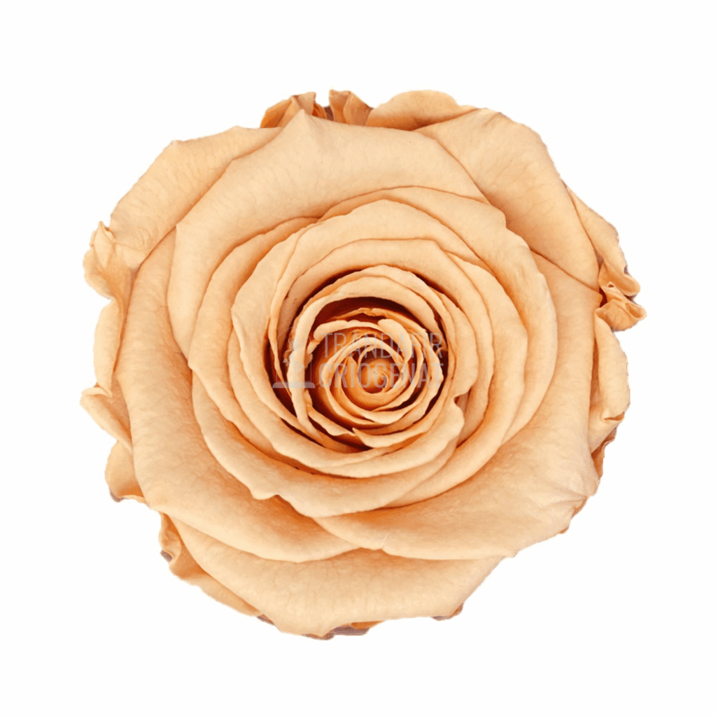 Trandafir Criogenat Caramel în Cupolă de Sticlă cu Mesaj Personalizat Cadou pentru Femei