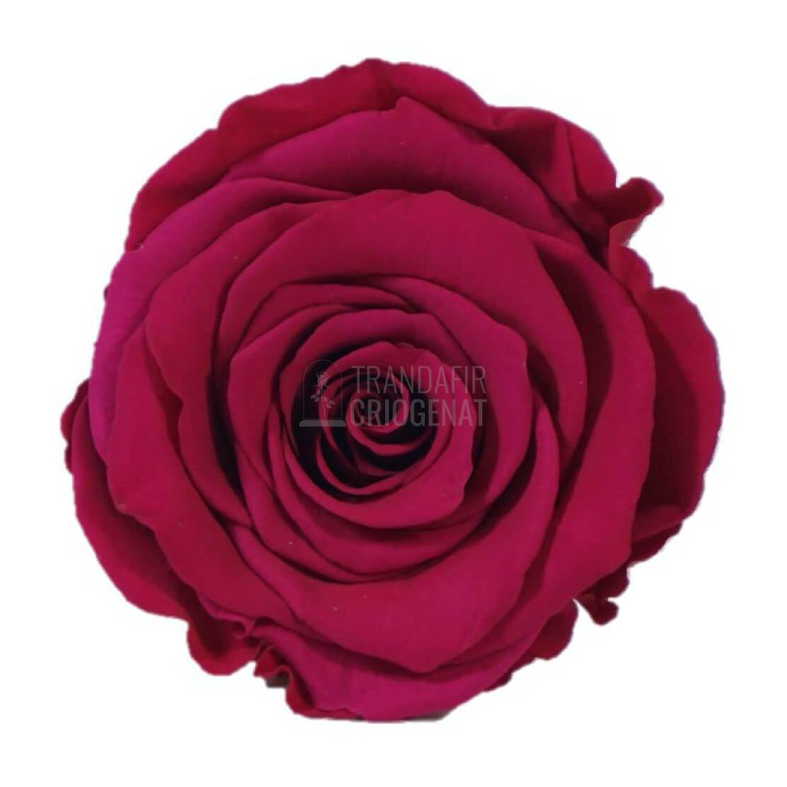 Trandafir Criogenat Fuxia în Cupolă de Sticlă cu Mesaj Personalizat Cadou pentru Ea Elegant pentru Casă sau Birou