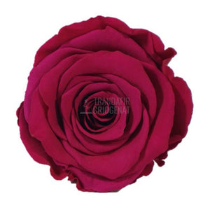 Trandafir Criogenat Fuxia în Cupolă de Sticlă cu Mesaj Personalizat Cadou pentru Ea Elegant pentru Casă sau Birou