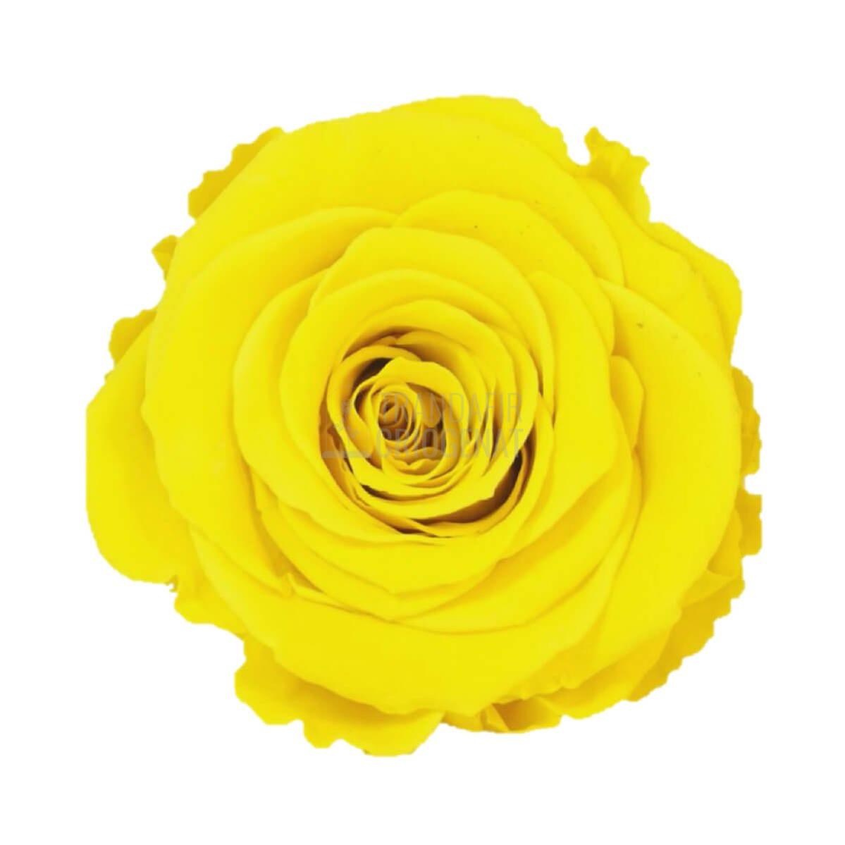 Trandafir Criogenat Galben In Cupola De Sticla Cu Mesaj Personalizat Cadou Pentru Femei