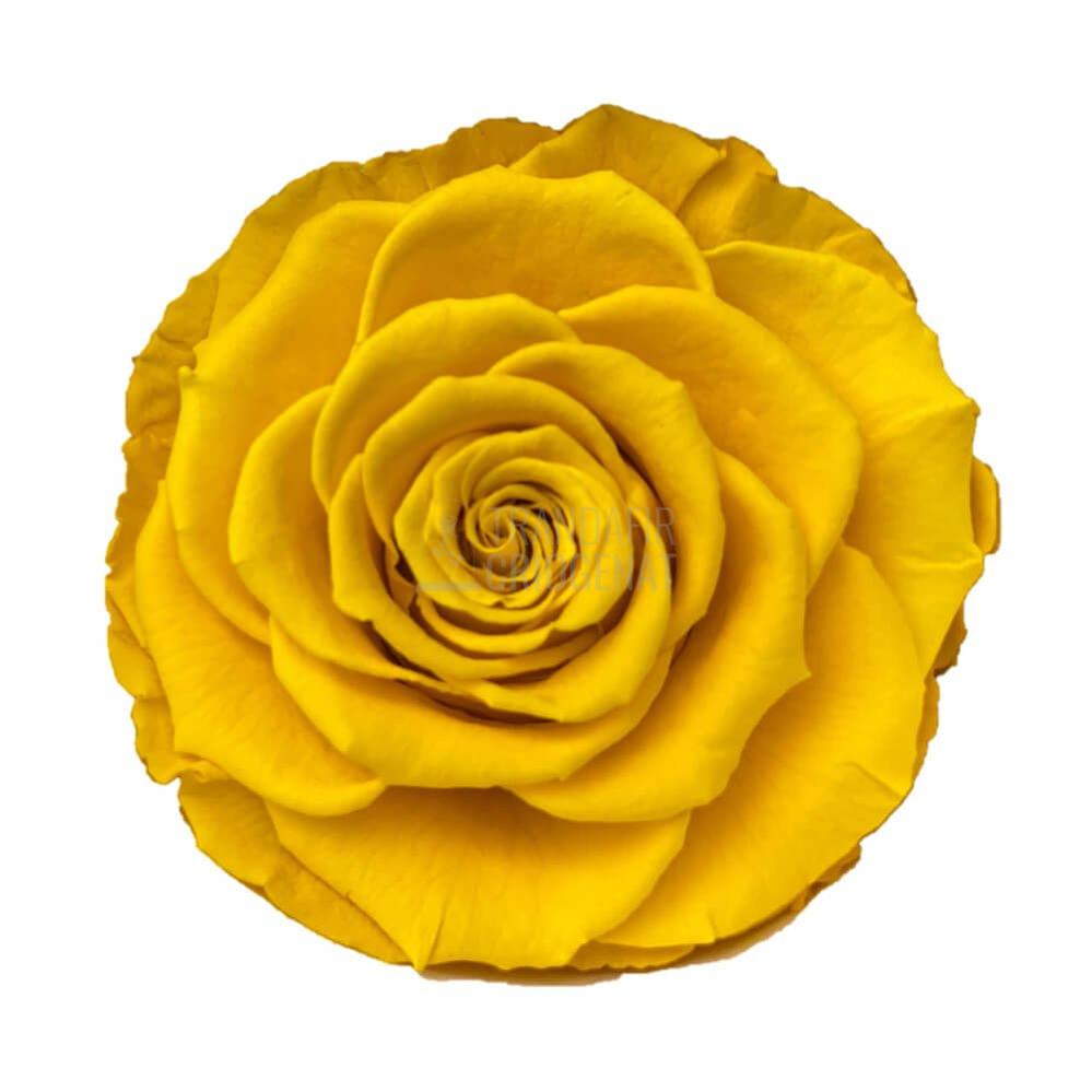 Trandafir Criogenat Galben În Cupolă De Sticlă Cu Mesaj Personalizat Cadou Pentru Femei Rezistă 25 De Ani