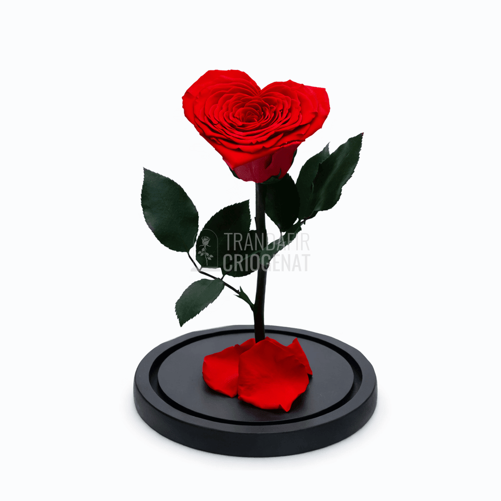 Trandafir Criogenat Inima Roșie În Cupolă De Sticlă Cu Mesaj Personalizat Cadou Pentru Iubita