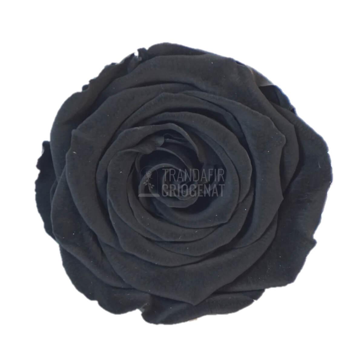 Trandafir Criogenat Negru În Cupolă Sticlă Cu Mesaj Personalizat Grav Placă Ovală Lemn Cadou Pentru Femei