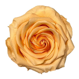 Trandafir Criogenat Piersică în Cupolă de Sticlă cu Mesaj Personal și Ursuleț de Pluș Rezistă 25 Ani