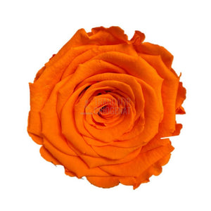 Trandafir Criogenat Portocaliu În Cupolă De Sticlă Cu Mesaj Personalizat Cadou Special Pentru Femei