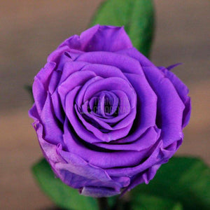 Trandafir Criogenat Purpurii În Cupolă De Sticlă XL Cadou Elegant Pentru Iubire Eternă Păstrează Frumusețea