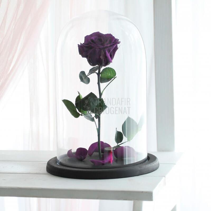 Trandafir Criogenat Purpurii În Cupolă De Sticlă XL Cadou Elegant Pentru Iubire Eternă Păstrează Frumusețea