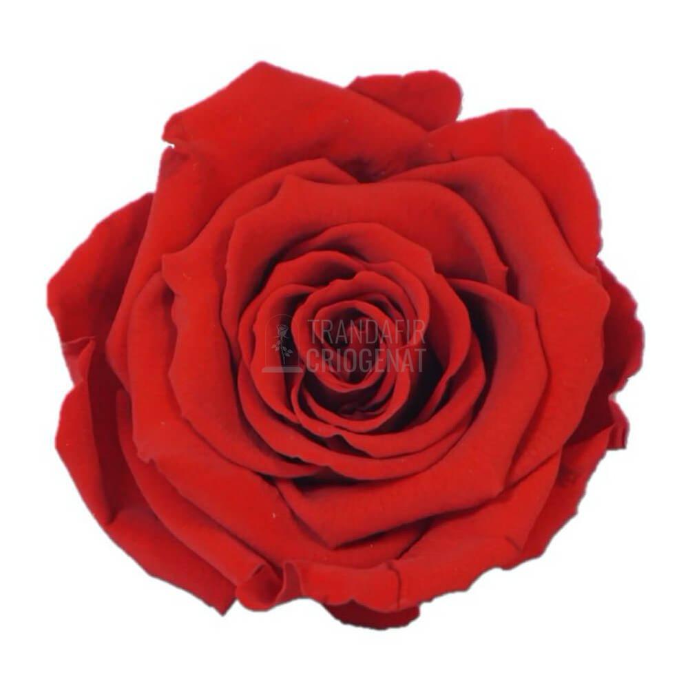 Trandafir Criogenat Roșu În Cupolă De Sticlă Cu Mesaj Personalizat Cadou Pentru Ea